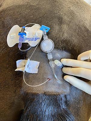 Caudal epidural catheterization for pain management in 48 hospitalized horses: A descriptive study of demographics, complications, and outcomes